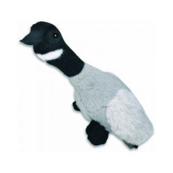 Migrator Canada Goose