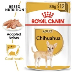Chihuahua  85G