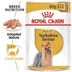 Yorkshire Terrier  85G