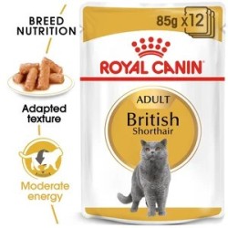 British Shorthair In Gravy 85G