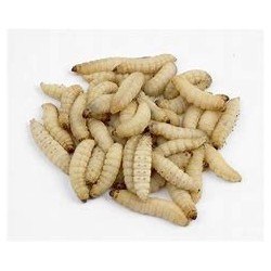 Waxworms 15G Pre-Pack