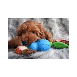 Jolly Doggy Little Nippers...