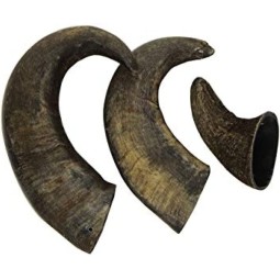 Buffalo Horns (3)