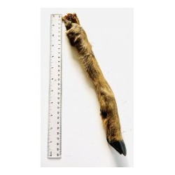 Anco Naturals Roe Deer Leg