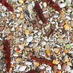 The Pet Cabin African Grey...